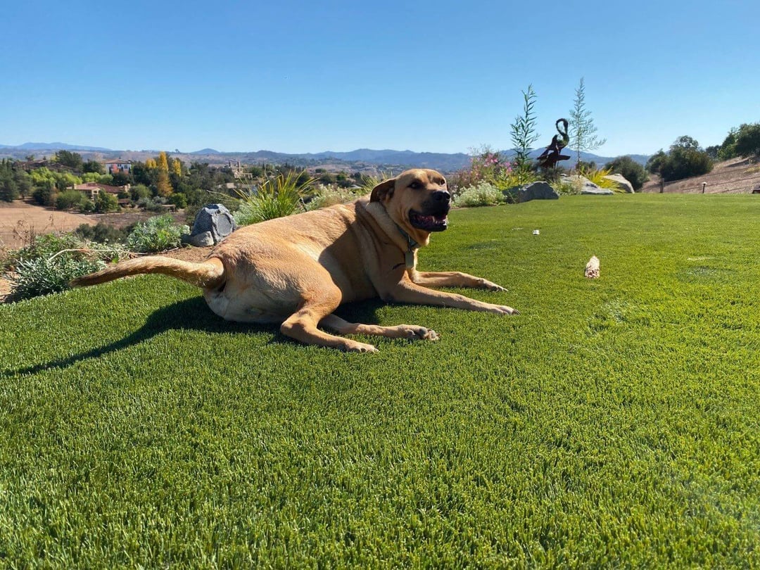Dog-on-Artificial-Grass
