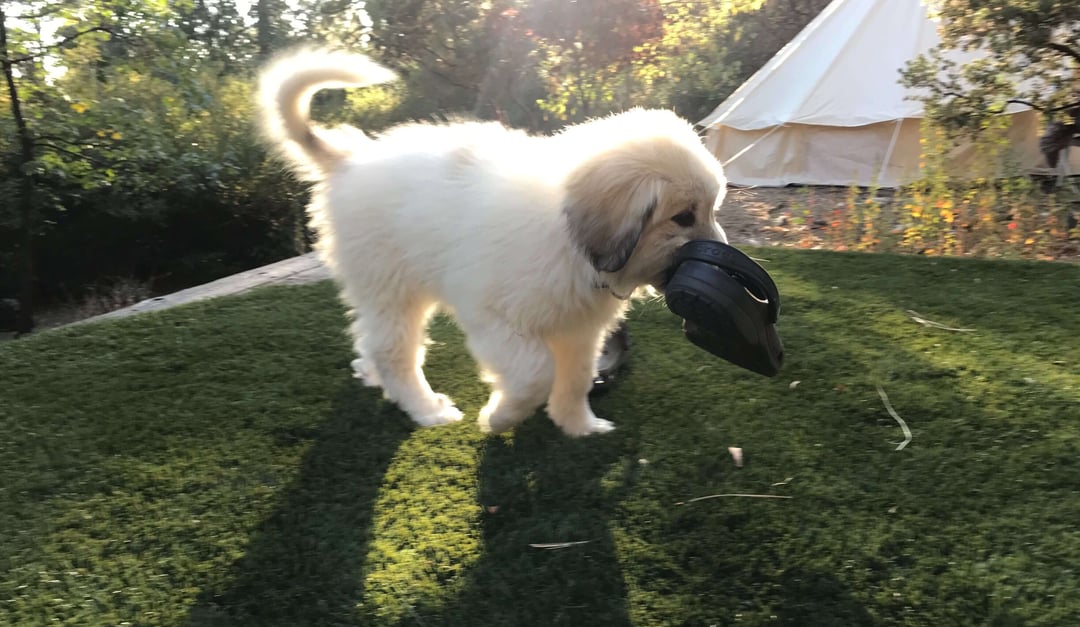 Dog-on-synthetic-turf