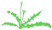 Silhouette of a dandelion to illustrate that weeds can grow through artificial grass